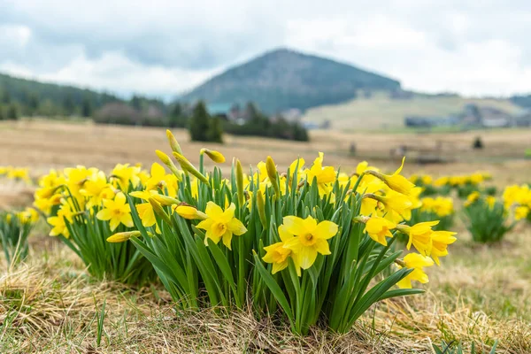 Narcisse jaune sauvage sur la prairie de montagne et bukovec colline sur fond. Village de Jizerka, Montagnes de Jizera, République tchèque — Photo