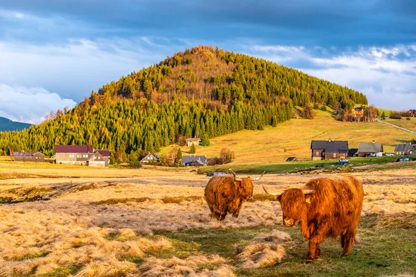 Bovins des Highlands race écossaise de bovins rustiques dans le village de Jizerka avec la montagne Bukovec à l'arrière-plan. Montagnes de Jizera, République tchèque — Photo