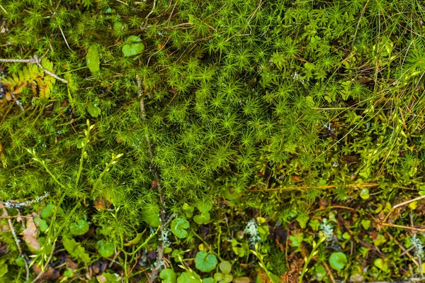 Texture of a forest floor with green moss, twigs and dried leaves