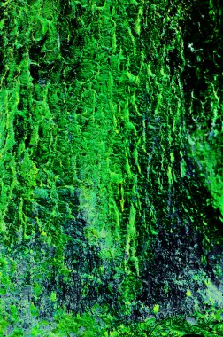Yeşil yosun ile meşe kabuğu kabartma dokusu.