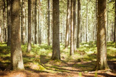 Orman yolu güneş ışığı sahnesi. Orman yolu manzarası. Orman yolu manzarası. Orman yolu güneş ışığı görüntüsü