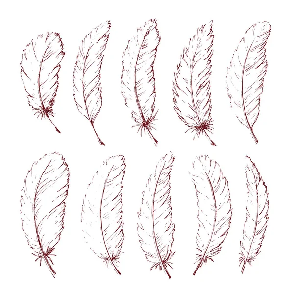 Hand drawn feathers — Stock Vector