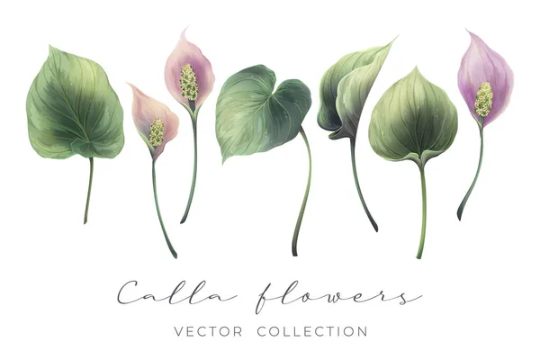 Calla flores y hojas — Vector de stock