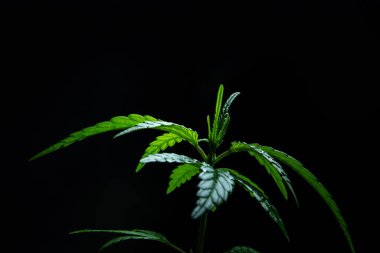 Güzel marihuana yeşili, siyah arka planlı kimyasal tıp hizmetleri için bir bitki bırakır..