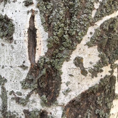 Soyut desenli huş ağacı kabuğu. Asgari arkaplan.