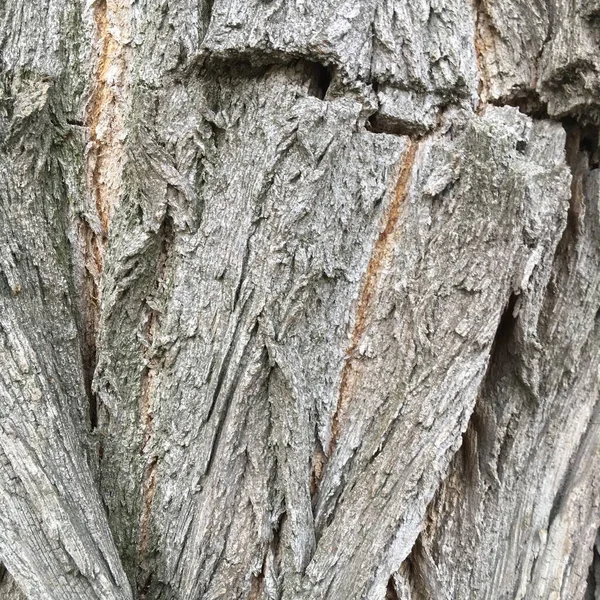 グレーのエンボス加工された樹皮 天然のマクロショット — ストック写真