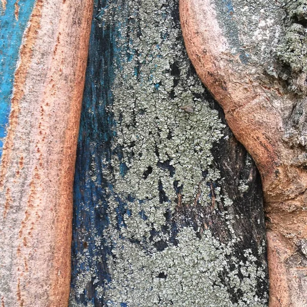 罕见的稀有树质感树皮 摘要简约墙纸 — 图库照片