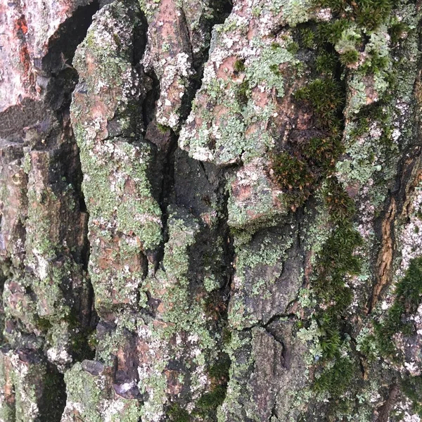 緑の苔で灰色の乾燥した木の樹皮 概要天然のマクロショット — ストック写真