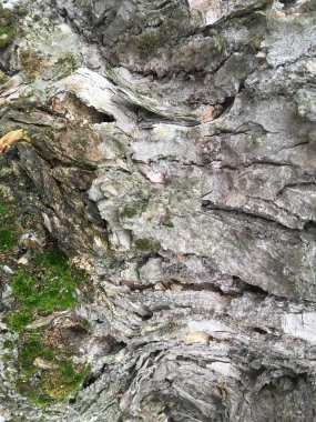 Yeşil yosun ile kaplanmış büyük bir ağacın kuru kabuğu. Doğal soyutlama.