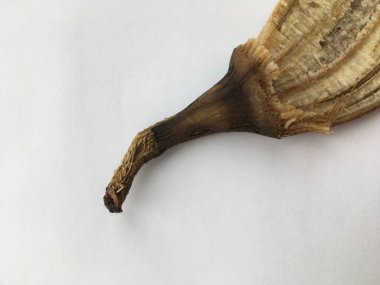 Uzun kuyruklu, kararmış muz kabuğu. Minimalist duvar kağıdı. Vejetaryenlik.