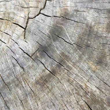 Gri renkli kuru bir ağacın gövdesinin bir parçası. Soyut doku arkaplanı.