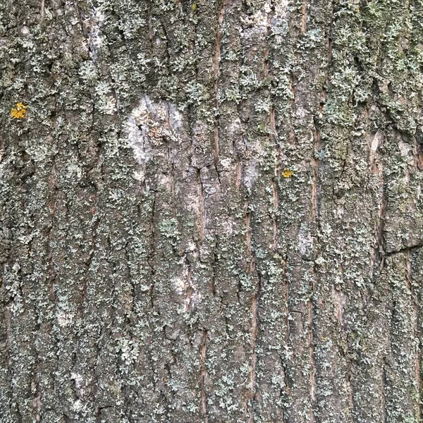 Grau Strukturierte Baumrinde Abstrakter Natürlicher Hintergrund — Stockfoto