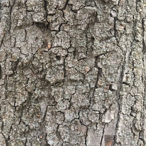 Corteza Árbol Gris Textural Abstracción Fondo Natural — Foto de Stock