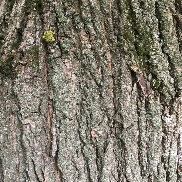 Corteza Árbol Con Textura Seca Fondo Abstracto Fondo Pantalla Natural — Foto de Stock