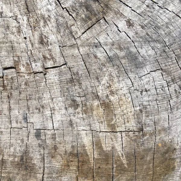 Tronco Árvore Cortado Cinza Fundo Textural Abstrato Natureza — Fotografia de Stock