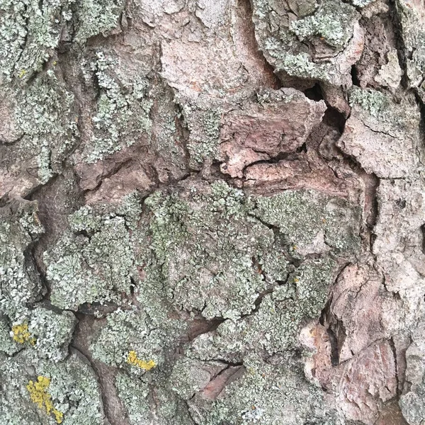 Casca Seca Relevo Textural Uma Árvore Grande Contexto Natural Abstrato — Fotografia de Stock