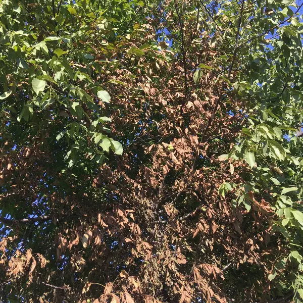 Thick Branches Colorful Foliage Natural Background Abstraction — Stock Photo, Image