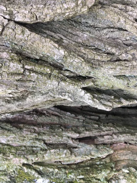 Gray Dry Bark Tree Abstract Macro Shot Nature — Stock Photo, Image