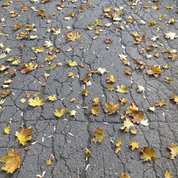 アスファルトの道路には秋の黄色の落ち葉がたくさんあります 最小限の抽象的背景 — ストック写真
