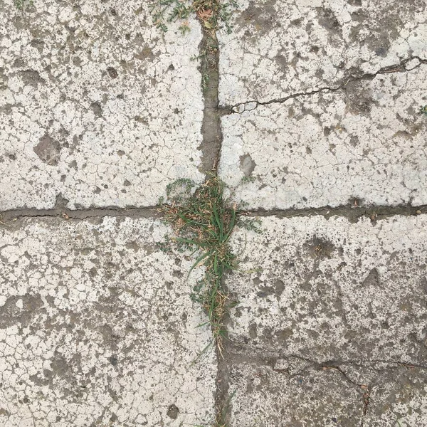 草で覆われたコンクリート灰色の舗装スラブ 要旨壁紙 — ストック写真