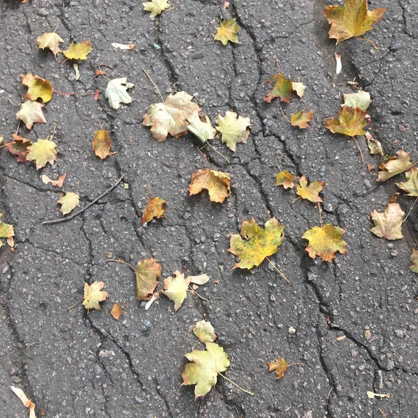 秋は大きな亀裂と灰色のアスファルトに黄色の葉 自然背景 — ストック写真