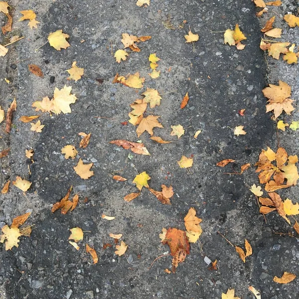 Autumn Leaves Lying Asphalt Path Abstract Minimalistic Background — Stock Photo, Image