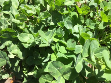 Yeşilliğin makro aşısı. Soyut doğal arkaplan.