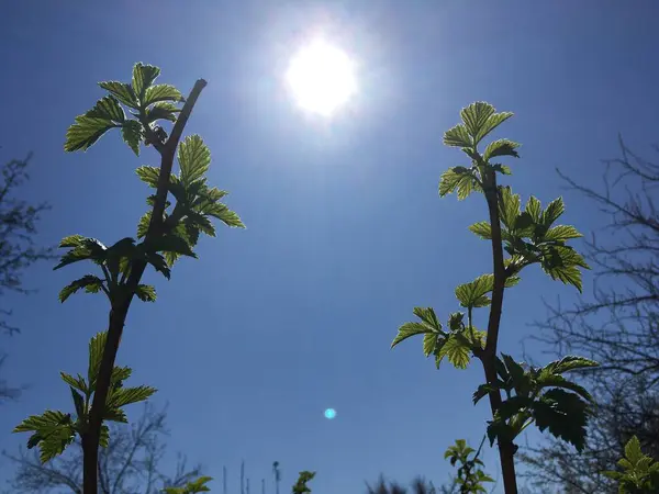 澄んだ青空と太陽の下でラズベリーの2本の小枝 — ストック写真