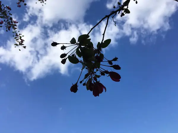 Folhas Primavera Botões Contra Céu Azul Brilhante Primavera Fundo Abstracto — Fotografia de Stock