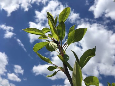 Doğal soyut duvar kağıdı. Mavi bahar gökyüzünün arka planında yeşil yapraklar.