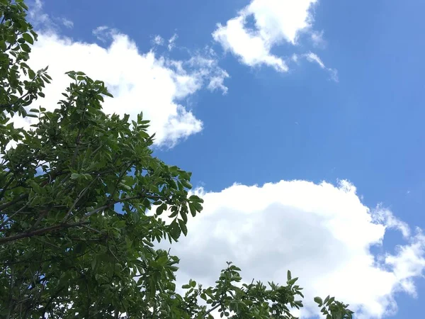 Kronen Großer Bäume Vor Strahlend Blauem Himmel — Stockfoto