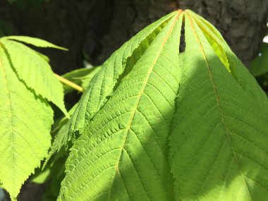 Kestane yaprağının dokulu makro pozu. Doğal soyut duvar kağıdı.