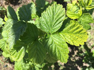 Makro boy ahududu yaprağı. Doğal desenli duvar kağıdı. Soyutlama.