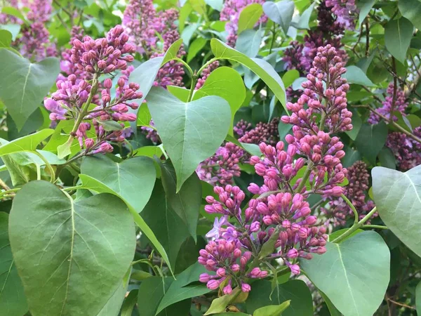 Blooming purple plants. Green Planet. Spring flowers. Abstraction.