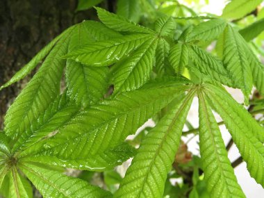 Kestanenin yeşil yaprakları. Soyutlama. Doğal arkaplan.