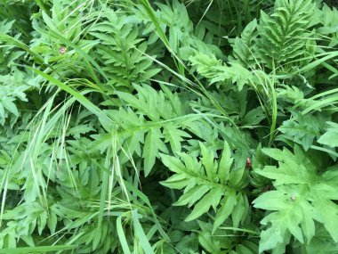 Doku yeşili doğal arkaplan. Minimalizm. Soyutlama.