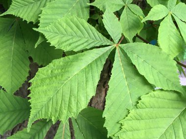 Yeşil yaprak damarlı makro. Doğal minimalist arkaplan.