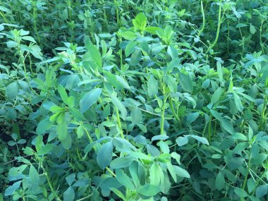 Dokusal doğal yeşil arkaplan. Minimalist duvar kağıdı. Yeşiller.