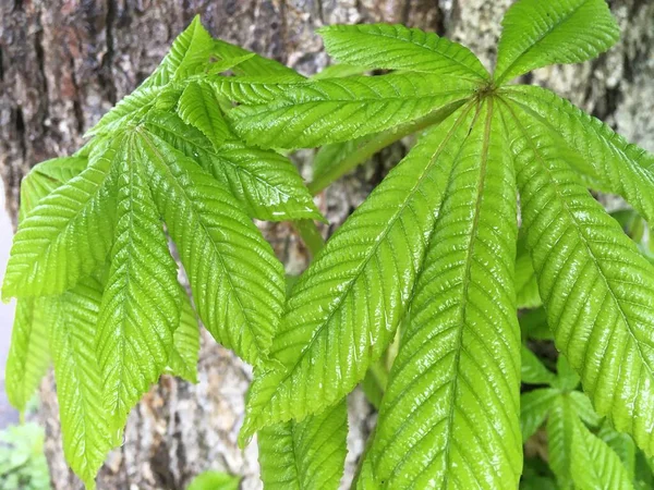 Abstract Natural Wallpaper Green Chestnut Leaves Close — Stock Photo, Image