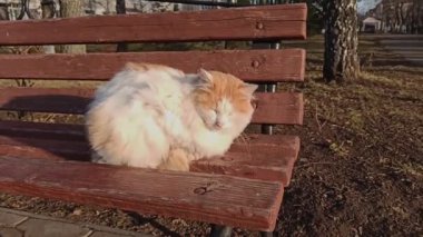 Kırmızı benekli beyaz bir kedi, bir bankta gözleri kapalı uzanır ve bir sonbahar günü güneşlenir.