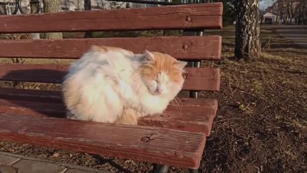 Kırmızı benekli beyaz bir kedi, bir bankta gözleri kapalı uzanır ve bir sonbahar günü güneşlenir. — Stok video