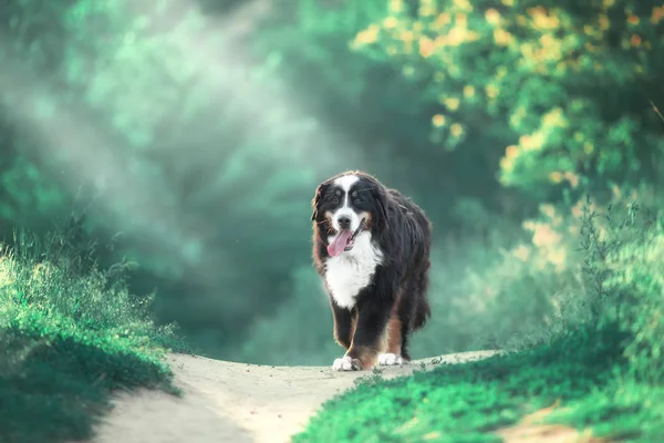 Большая Собака Гуляет Лесу Собака Траве Парке Сенненхунд Бернер — стоковое фото