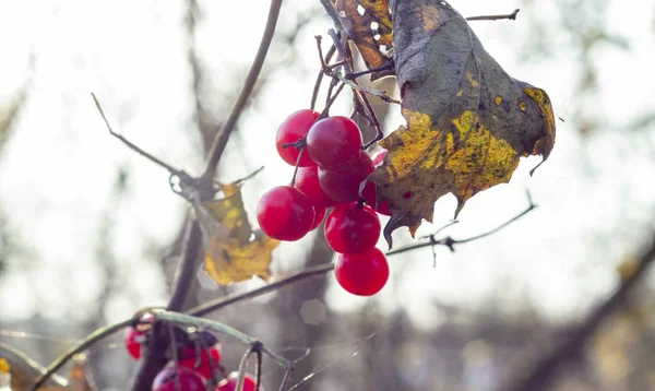 Kırmızı Dut Dal — Stok fotoğraf