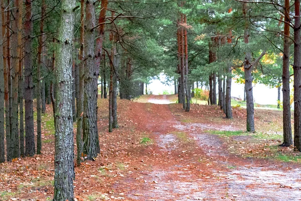 Herfstpad Het Bos Wazige Achtergrond Selectieve Focus — Stockfoto