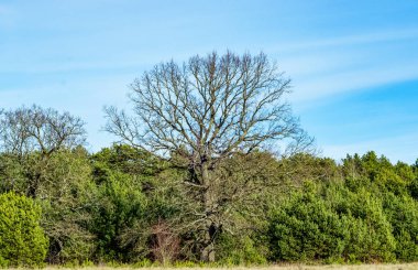 Sivrisinek meşesi ormanın yakınındaki bir tarlada.