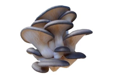 Beyaz arka planda izole edilmiş taze istiridye mantarları.