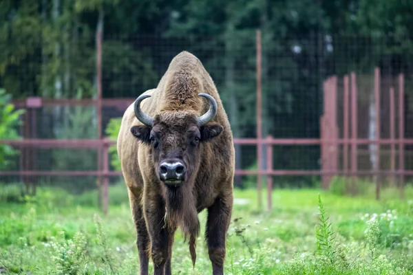 Passeggiate Bisonte Nel Parco Mangiando Erba Verde — Foto Stock