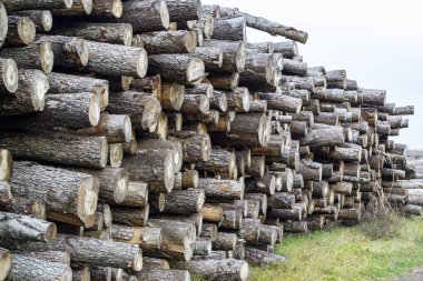 Orman boyunca büyük odun yığınları