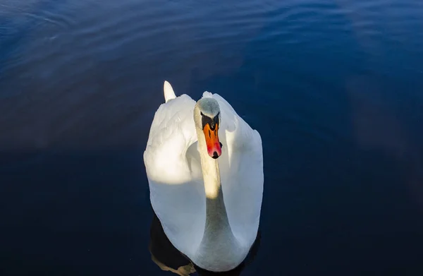 Gänseschwäne Schwimmen Sommer Fluss — Stockfoto