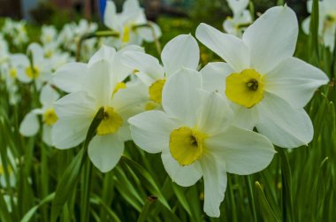 Güzel çiçekler nergisler bahçede.